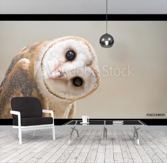 Image de Common barn owl  Tyto albahead  close up